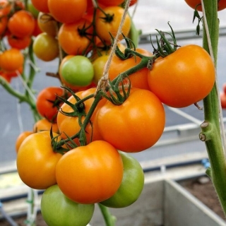 Томат Болзано F1