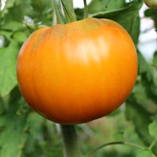 Томат Бочка меда