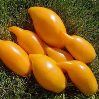 Томат Буратино оранжевый