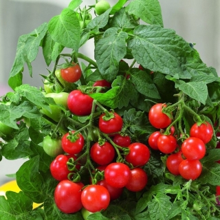 Томат Бушмен