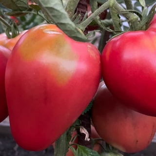 Томат БыС 7 (Розовый отборный)