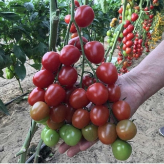 Томат Черри Ира F1