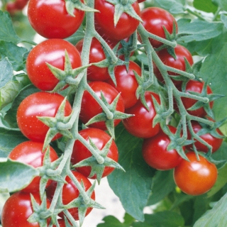 Томат Черри Максик  F1