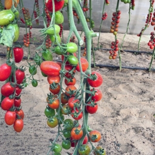 Томат Черри от Юрия F1