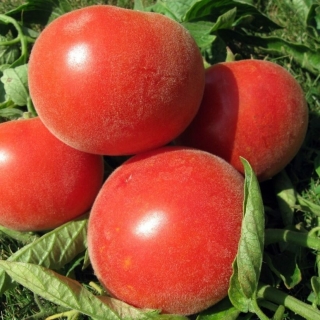 Томат Далат F1 (опушенный)