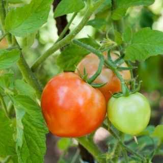 Томат Данко