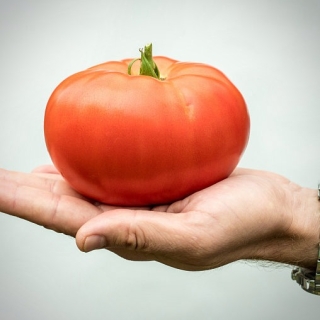 Томат Деревенский F1