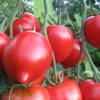 Томат Донской F1
