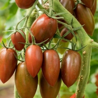 Томат Дюкре F1
