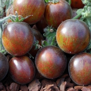 Томат Экстравагантный руфианж