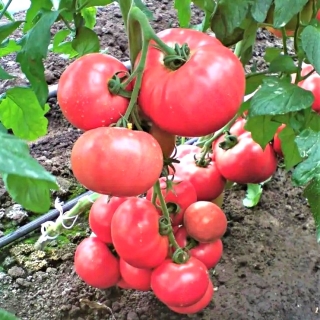 Томат Эсмира F1 (Rijk Zwaan)