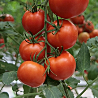 Томат Евпатор F1