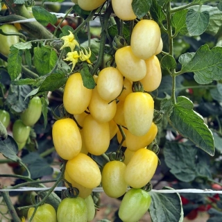 Томат Финик Белый F1