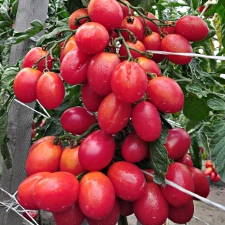 Томат Финик Розовый F1