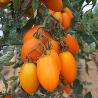 Томат Фляшен оранжевый (большой пакет)