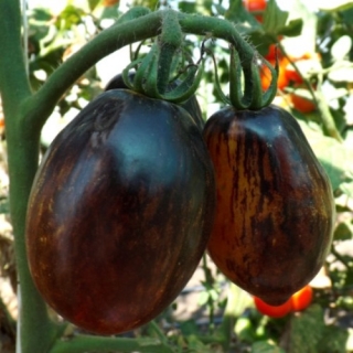 Томат Гаргамел