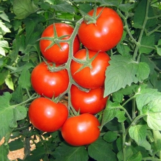 Томат Геннадий Григорьевич F1