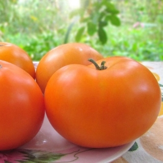 Томат Гном Блэйзин Бьюти