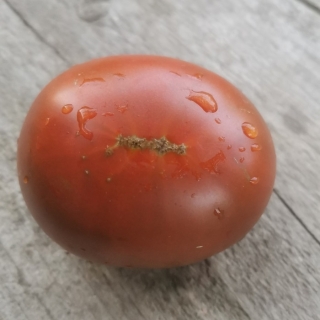 Томат Гном Брэнди Фред