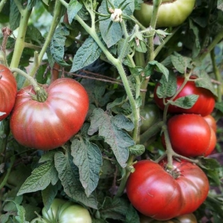 Томат Гном Дикий Фред (Dwarf Wild Fred) (большой пакет)