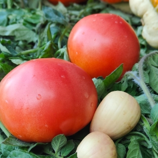 Томат Гном Хоскинс Баргер (Dwarf Hoskins Barger)