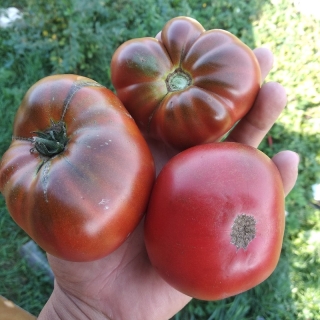 Томат Гном Маралинга (Dwarf Maralinga) (большой пакет)