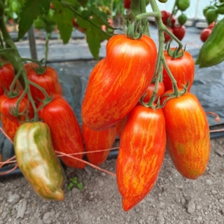 Томат Гном Карликовый перец полосатый (Dwarf Pepper like striped)