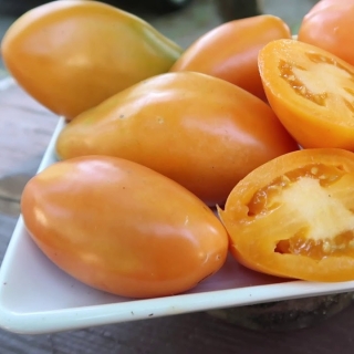 Томат Гном Щедрость Лауры (Dwarf Laura's Bounty) (большой пакет)