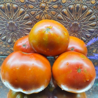 Томат Гном Смех Кукабарры (Dwarf Kookaburra Cackle)