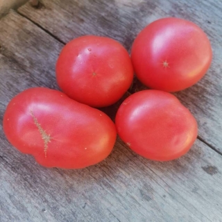 Томат Гном Тэйсти Вайн