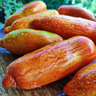 Томат Гном Трибулине (Dwarf Tribujline) (большой пакет)