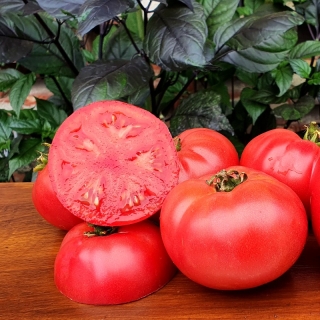 Томат Гном Юкон Квест (Dwarf Yukon Quest) (большой пакет)