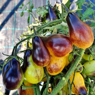 Томат Грушевый мёд Индиго