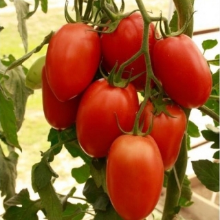 Томат Императрица F1