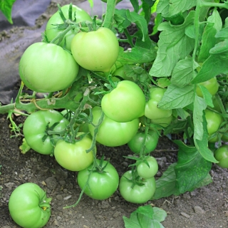 Томат Изумрудные купола F1