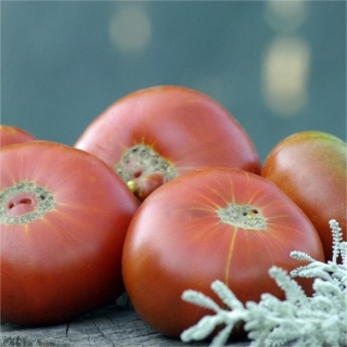 Томат Гном Кардинал Мауры (Dwarf Maura’s Cardinal)