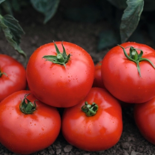 Томат Хабль F1