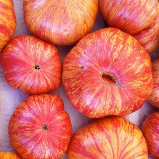 Томат Копиа (Copia)