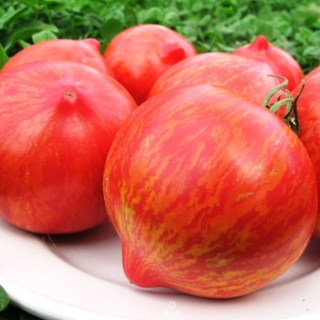 Томат Козула 133 (Малиновая зебра с клювом)