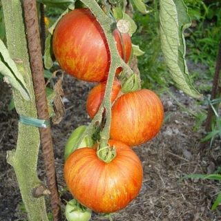 Томат Красный кабан (Red Furry Boar)