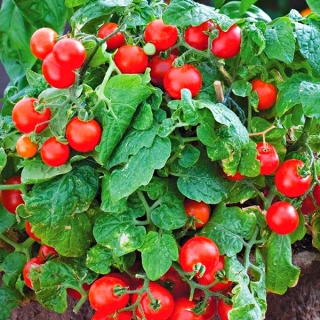 Томат Кроха красный F1