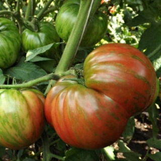 Томат Крымский Черный из Бахчисарая