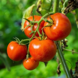 Томат Кулема