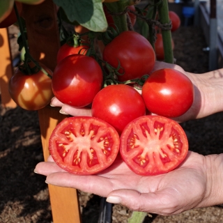 Томат Куртизанка F1