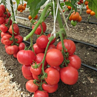 Томат Легионер F1