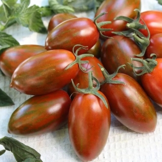 Томат Любопытный нос