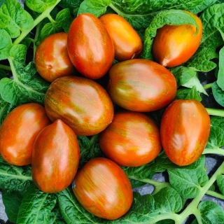 Томат Гном Любовь Одри (Dwarf Audrey’s Love)