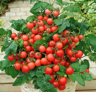 Томат Лукошко на окошке F1 (для комнат и балконов)