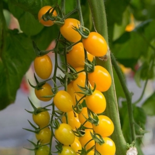 Томат Маджино F1