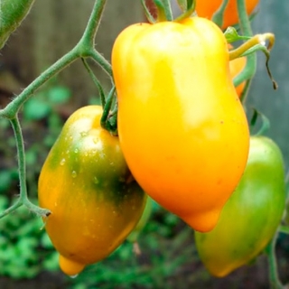 Томат Манго-Джанго